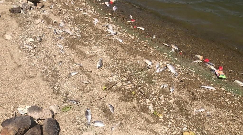 Boğazköy baraj gölünde ölen balıklar karaya vurdu