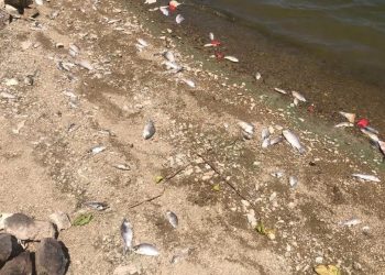 Boğazköy baraj gölünde ölen balıklar karaya vurdu