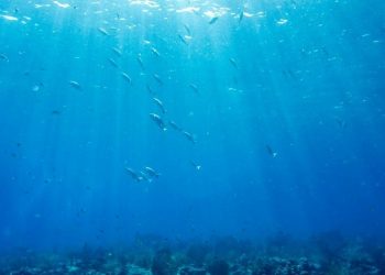 Büyük Okyanus’ta deniz düzeyi yükseliyor: Ada ülkeleri tehdit altında