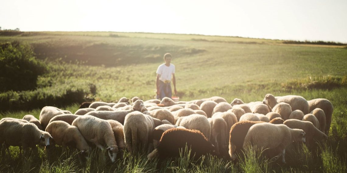 “Çoban Akademisi” birinci mezunlarını verdi