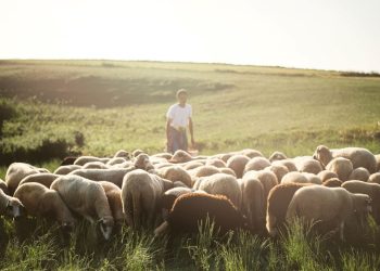 “Çoban Akademisi” birinci mezunlarını verdi