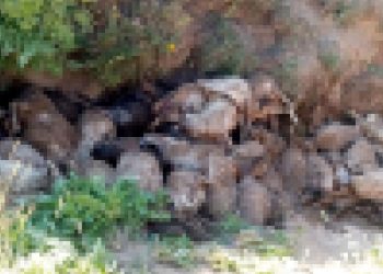 En öndeki koyun uçurumu fark etmedi, peş peşe uçurumdan düşen 130 koyun öldü