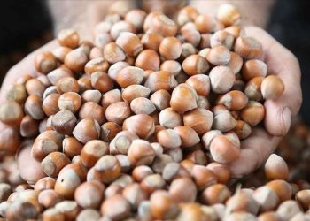 Fındık fiyatı ne vakit açıklanacak? TMO’nun 2023 fındık alım fiyatı bekleniyor