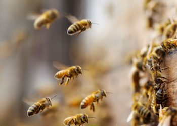 Galler’de binlerce arı kovanlarıyla birlikte çalındı