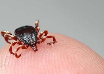 Giresun’da kene can aldı