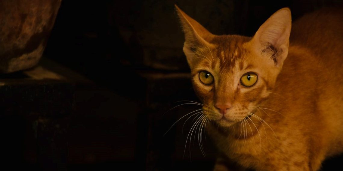 Güney Kıbrıs’ta ölümcül salgına karşı kedilere corona virüs hapı verilecek