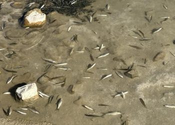 Hakkari’de korkutan imaj: Balıklar sürü halinde öldü