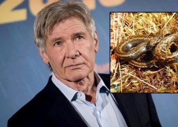 Harrison Ford’un ismi yeni bir yılan çeşidine verildi