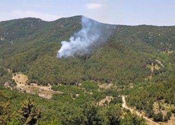 Hatay’da orman yangını