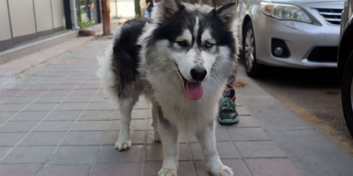 İstanbul’da kaybolan köpek Edirne’de bulundu
