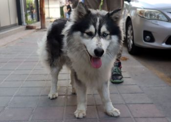 İstanbul’da kaybolan köpek Edirne’de bulundu
