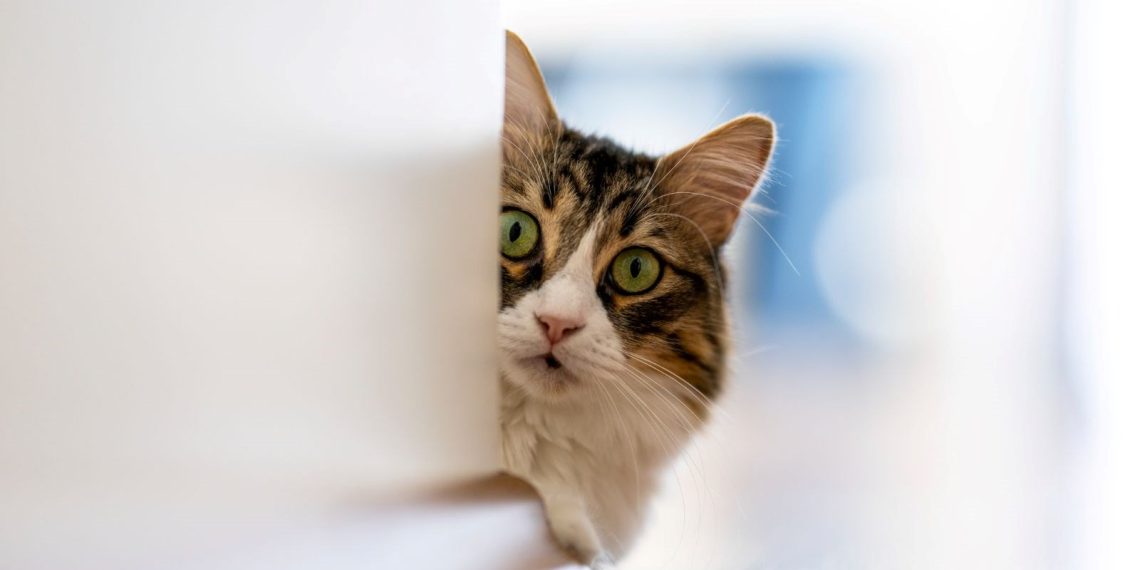 İstanbul’da kedilere kezzap ve asit döken saldırgana 91 bin lira ceza