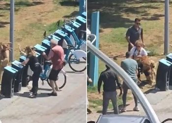 Kadıköy’de tasmasız köpek dehşet saçtı