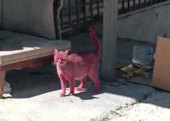 Kediyi pembeye boyadılar