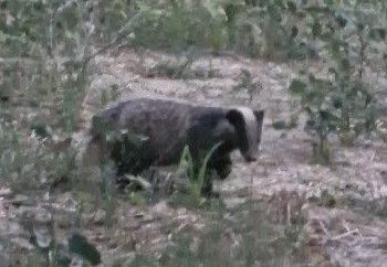 Kırmızı listedeki porsuk Muğla’da görüntülendi