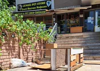 Kocaeli’de hayvan katliamı | Öldürüp başını dükkanın önüne attılar