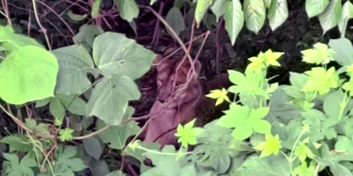 Kuşağı tükenme tehlikesi yaşayan aslan kafesinden kaçınca öldürüldü