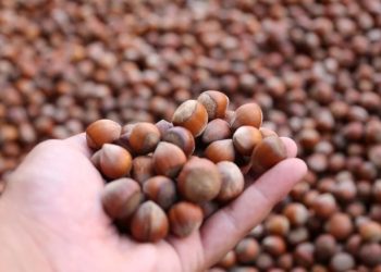 Levant fındık ne demek?