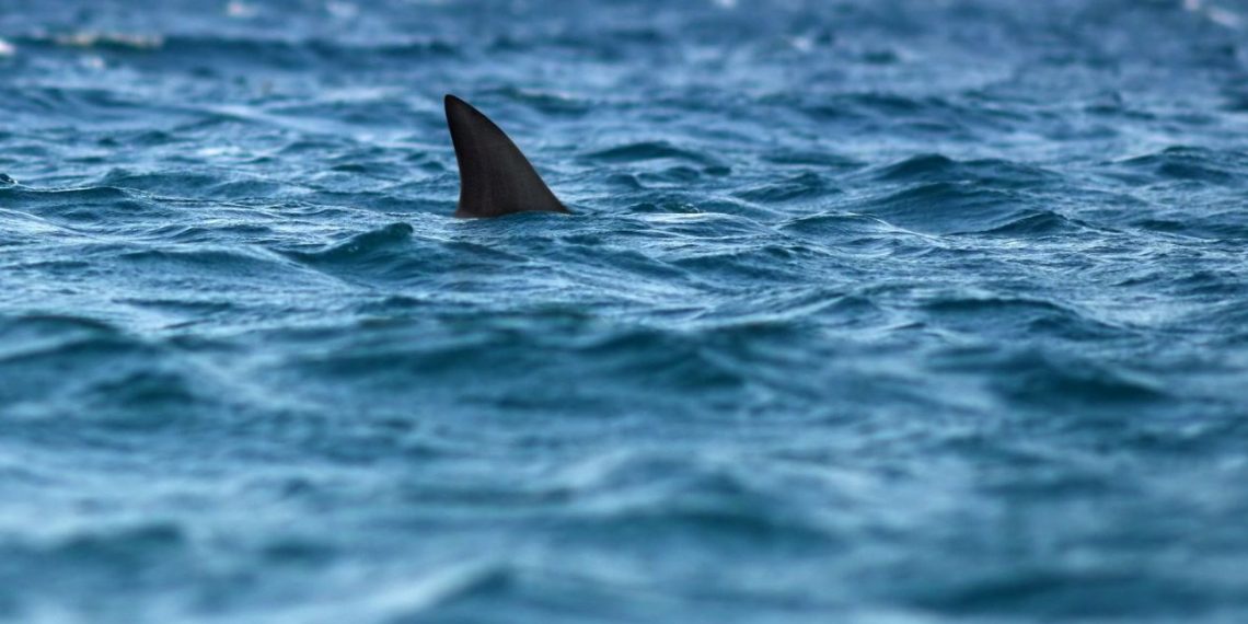 New York’ta köpekbalığı tehlikesine drone tedbiri