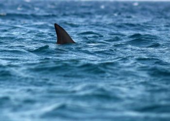 New York’ta köpekbalığı tehlikesine drone tedbiri