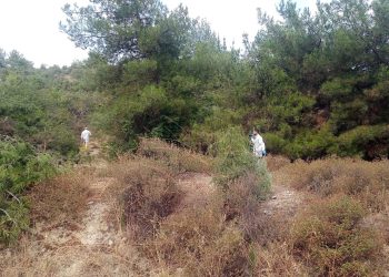 Ormanda elleri bağlanmış ceset bulundu