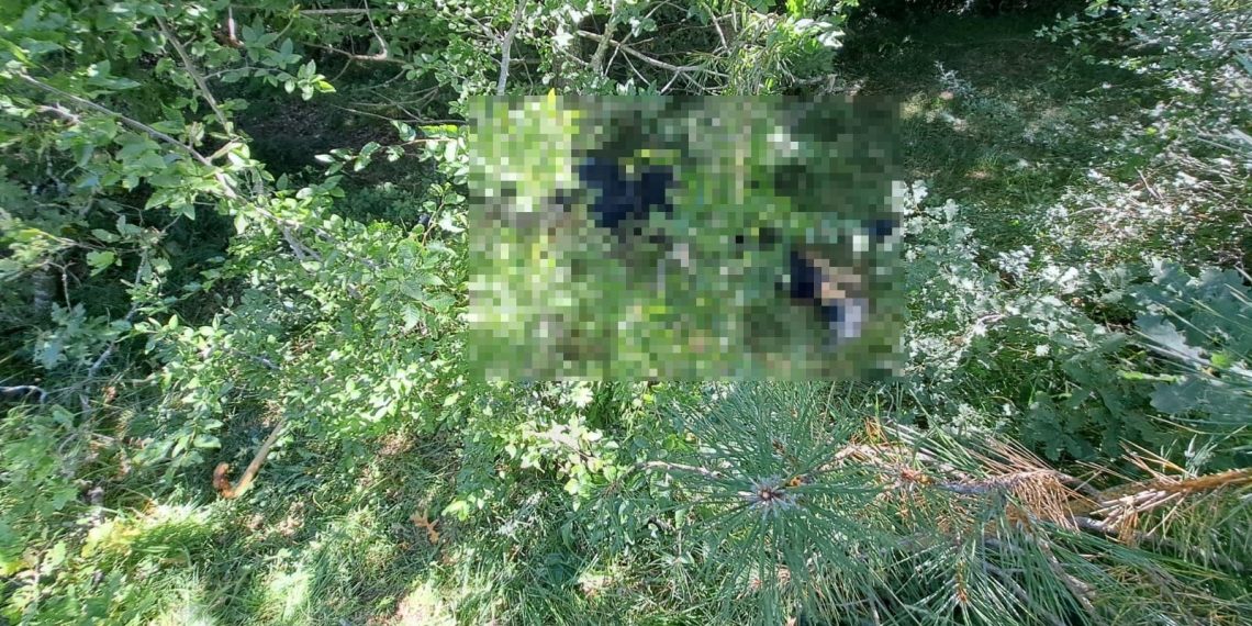 Ormanda kaybolan Parkinson hastasının cansız vücudu bulundu