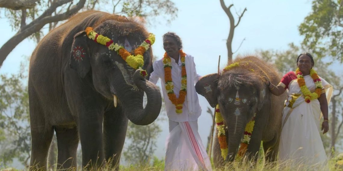 Oscar ödüllü “Filler Aşkına” sinemasının üretim grubuna tazminat davası açıldı