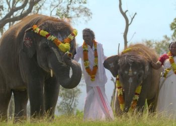Oscar ödüllü “Filler Aşkına” sinemasının üretim grubuna tazminat davası açıldı