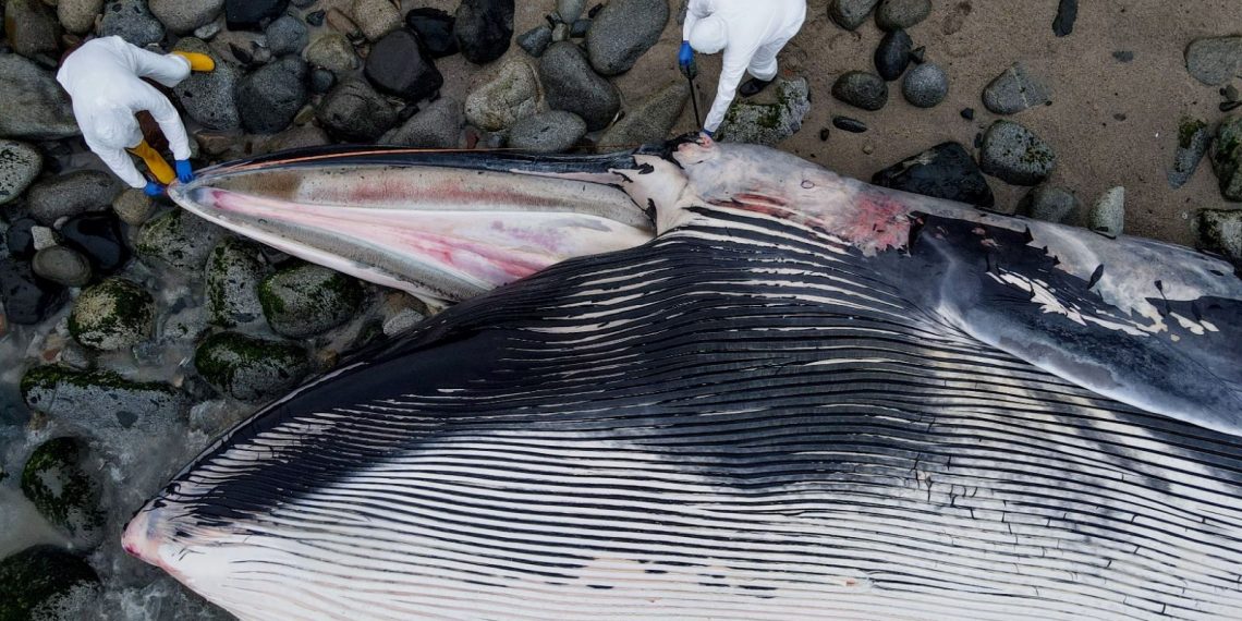 Peru’da dev balina cesedi kıyıya vurdu