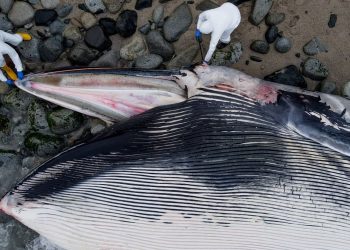 Peru’da dev balina cesedi kıyıya vurdu