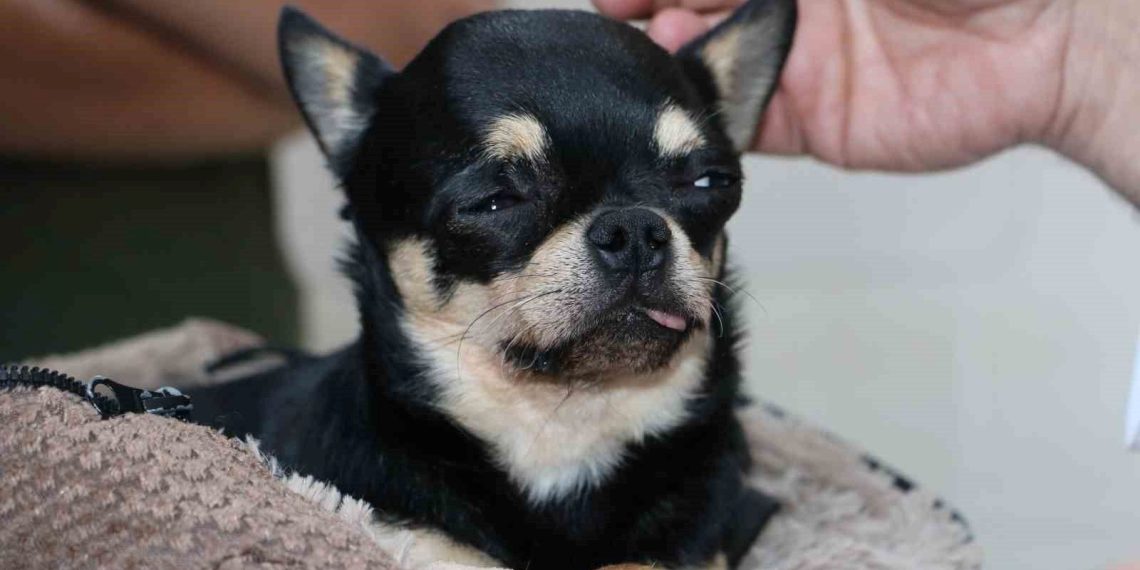 ”Rocky” şifayı Diyarbakır’da buldu