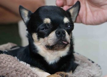 ”Rocky” şifayı Diyarbakır’da buldu