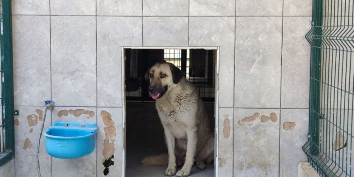 Sahipsiz köpek saldırısı için belediyeye tazminat cezası