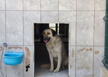Sahipsiz köpek saldırısı için belediyeye tazminat cezası