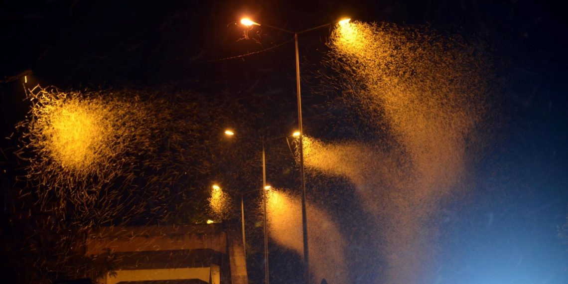 Sakarya’da milyonlarca kelebeğin “ölüm dansı”: Sebebi bilinmiyor