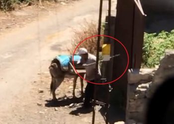 Şiddet gören eşek emekliye ayrıldı