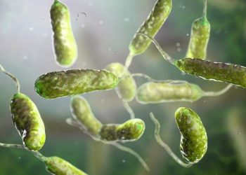 Sıtmayla çaba edebilecek bakteri ‘şans eseri’ keşfedildi