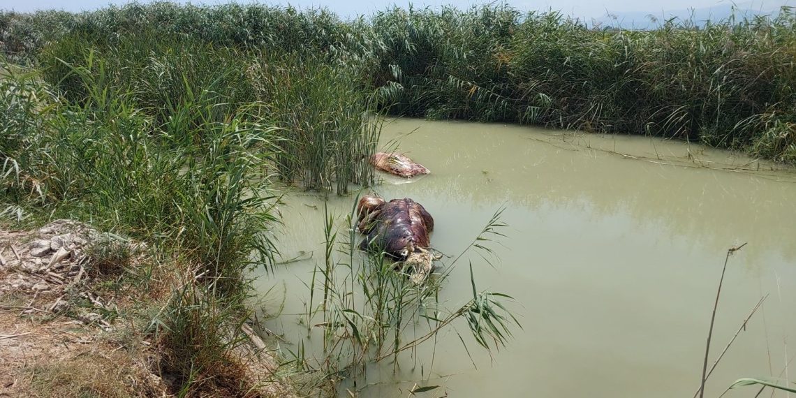 Sulama kanalında meyyit hayvanlar bulundu