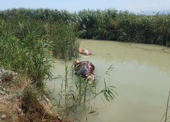 Sulama kanalında meyyit hayvanlar bulundu