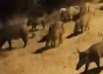 Tatil cennetinde domuzların rahatlığı