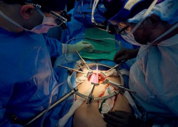 Tıp literatürüne geçti | Domuzdan alınan böbrek insan bedeninde bir ay çalıştı