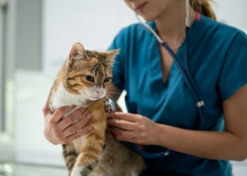 Veteriner tabipler iş bırakacak