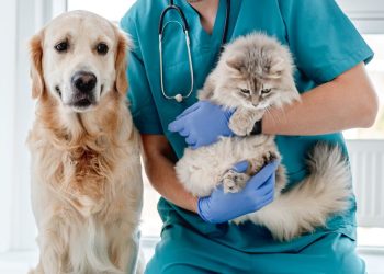 Veteriner tabipler iş bırakıyor