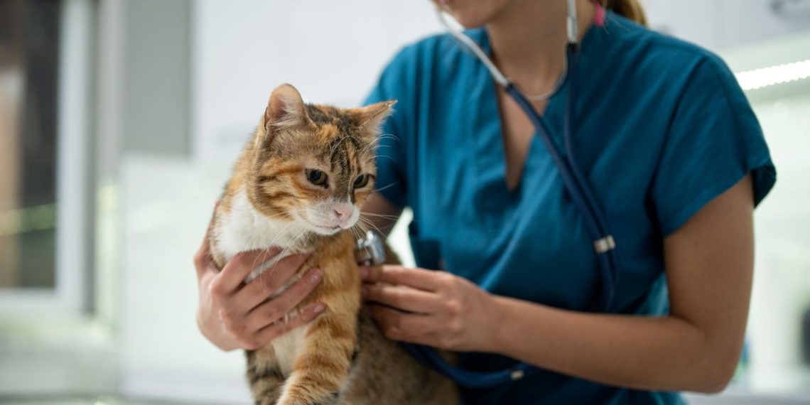 Veterinerler pazartesi iş bırakacak