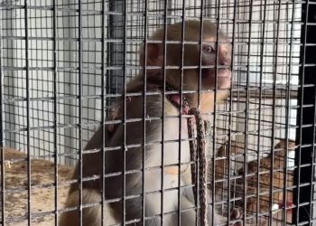 Yol denetiminde arabadan maymun çıktı