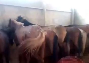 Adana’da at ve eşek kesitine 1 tutuklama