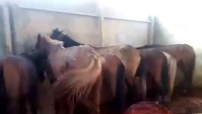 Adana’da at ve eşek kesitine 1 tutuklama