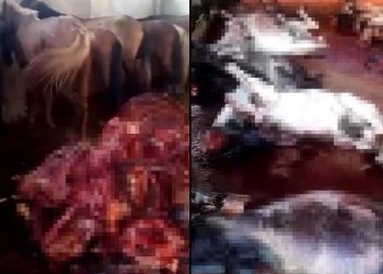 Adana’da kesilmiş 12 eşek ele geçirildi