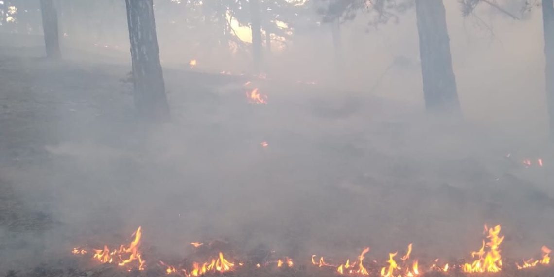 Adana’da orman yangını