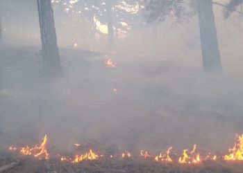 Adana’da orman yangını